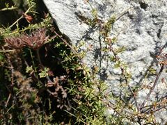 Genista triacanthos