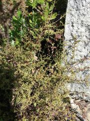 Genista triacanthos