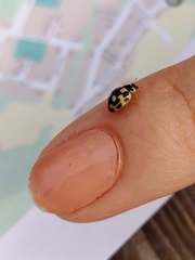 Propylea quatuordecimpunctata