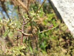 Genista triacanthos