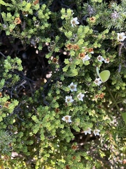 Diosma demissa