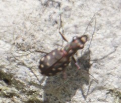Cicindela sedecimpunctata