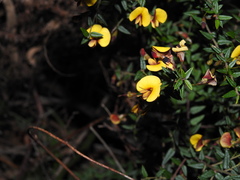Bossiaea cinerea