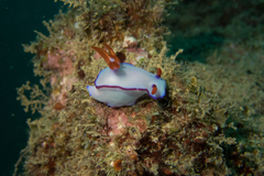 Hypselodoris brycei