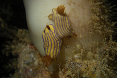 Hypselodoris whitei