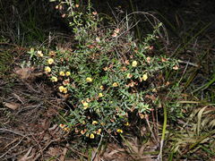 Bossiaea cinerea