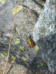Epipodisma pedemontana