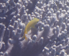 Pomacentrus moluccensis