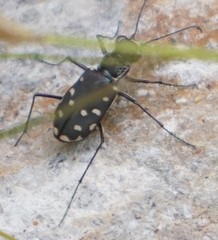 Cicindela sedecimpunctata