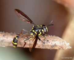 Monoceromyia javana