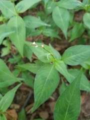 Persicaria posumbu