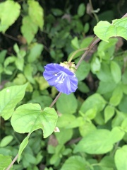 Jacquemontia pentanthos