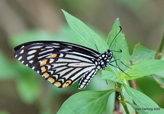 Papilio clytia clytia