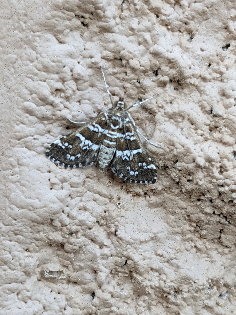 Samea druchachalis