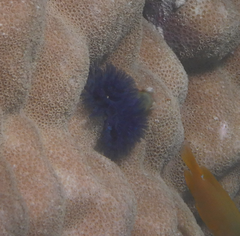 Spirobranchus corniculatus