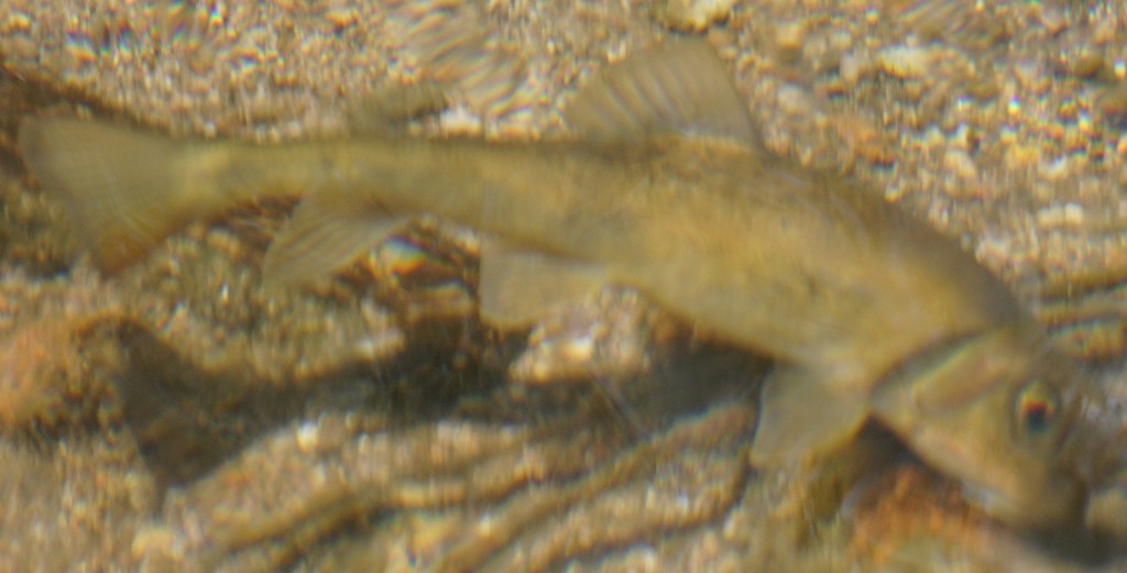 Sonora sucker (Catostomus insignis) — Catostomidae