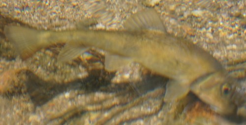 Sonora sucker (Catostomus insignis) — Catostomidae