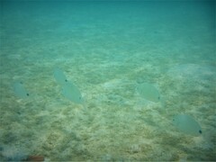 Diplodus bermudensis