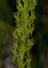 Malaxis diphyllos