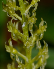 Malaxis diphyllos