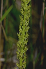 Malaxis diphyllos
