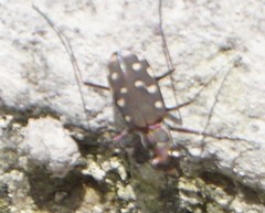 Cicindela sedecimpunctata