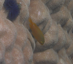 Pomacentrus moluccensis