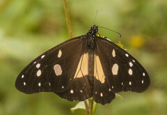 Amauris albimaculata