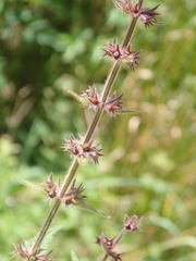 Stachys sylvatica