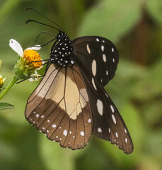 Amauris albimaculata