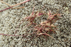 Poa malacantha