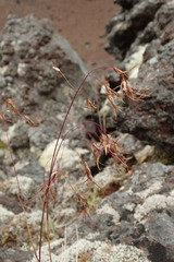 Poa malacantha