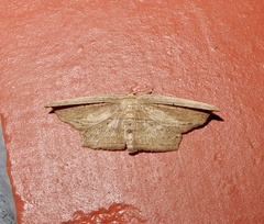 Phalacra vidhisara