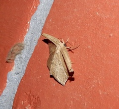 Phalacra vidhisara