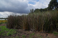 Machaerina articulata