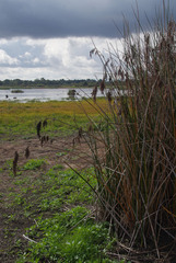 Machaerina articulata