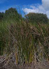 Machaerina articulata