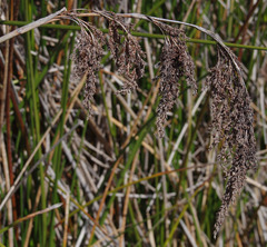 Machaerina articulata