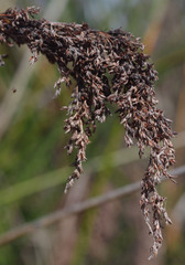 Machaerina articulata