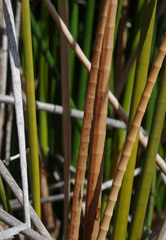 Machaerina articulata