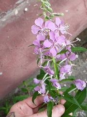 Chamaenerion angustifolium