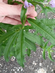 Chamaenerion angustifolium