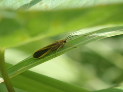 Chimarra marginata