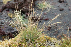 Festuca brevissima