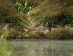Gallinago gallinago gallinago