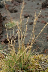 Festuca brevissima