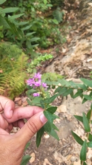 Lythrum salicaria image