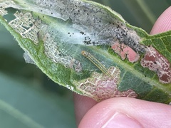 Choreutis nemorana
