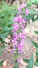 Lythrum salicaria image