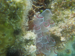 Clavelina picta